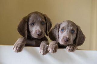 Weimaraner schutzhund sales